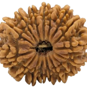5 mukhi