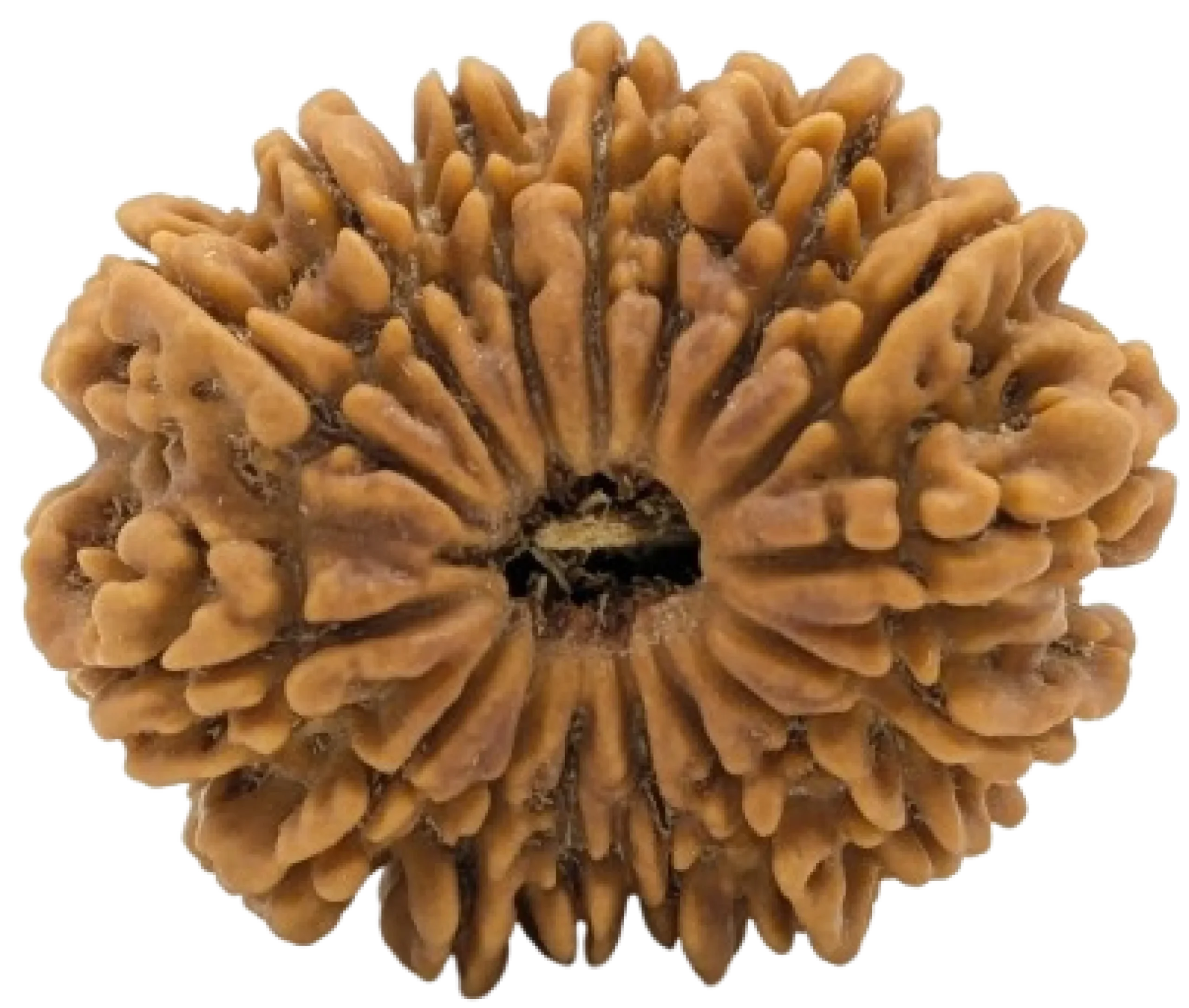 5 mukhi