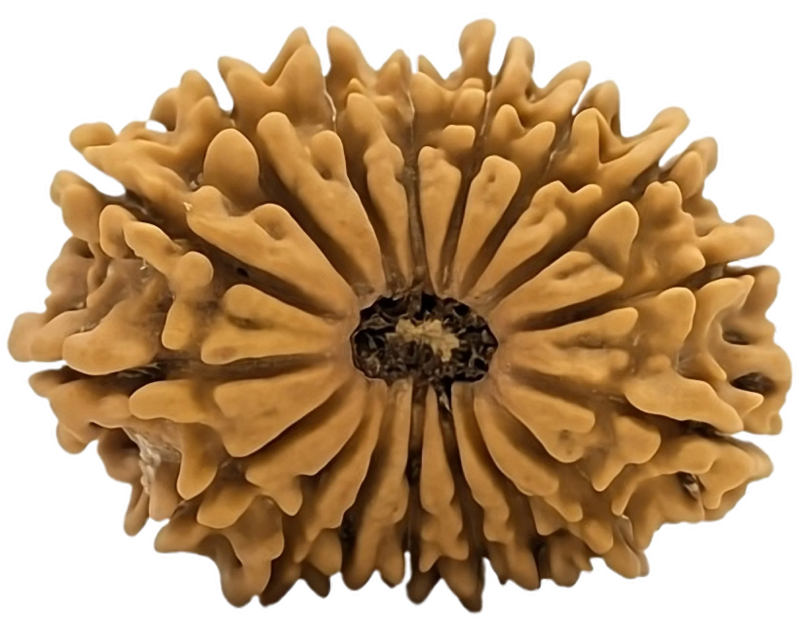 10 mukhi