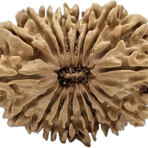 1 mukhi