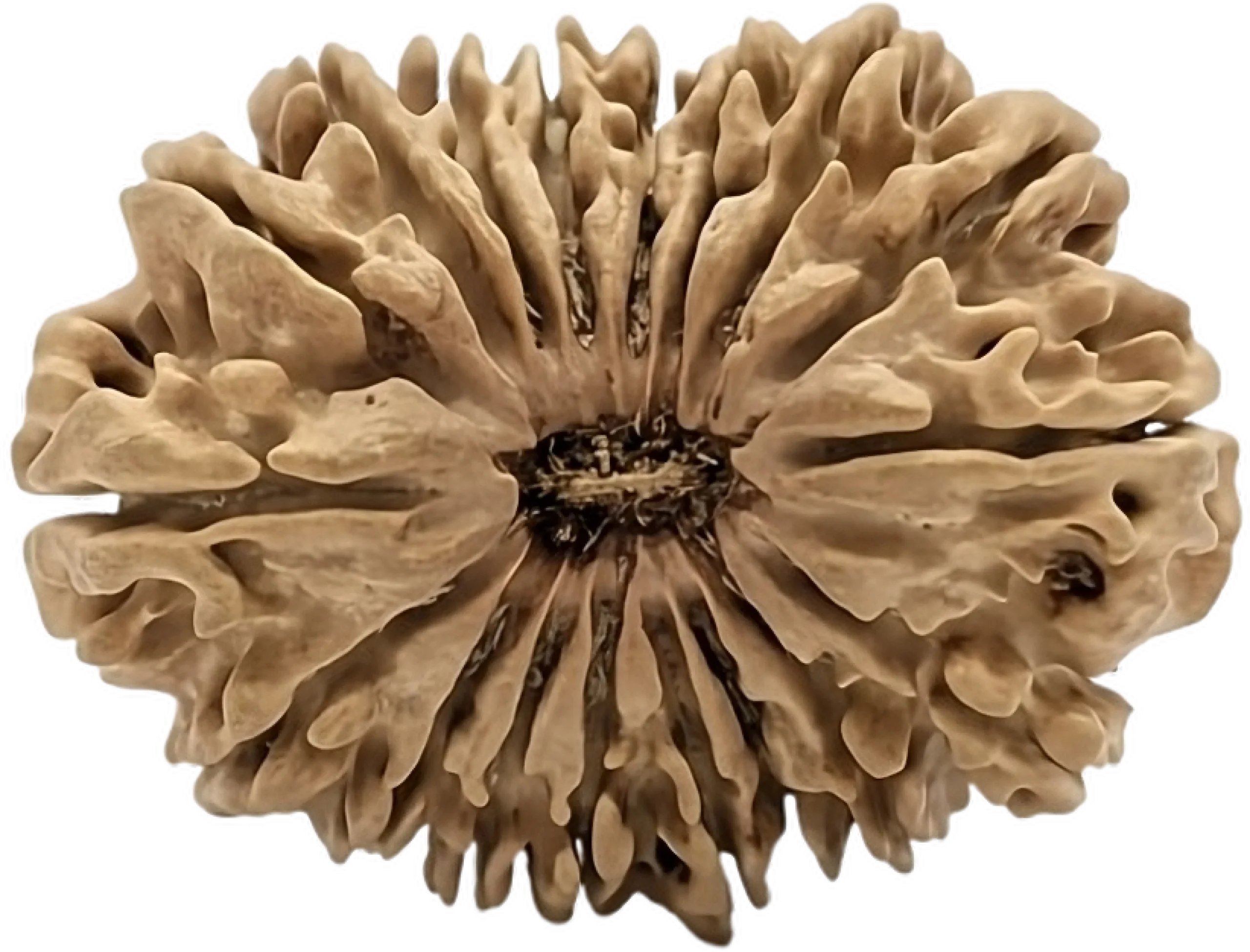 1 mukhi