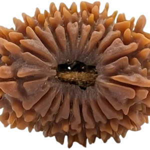 2 mukhi