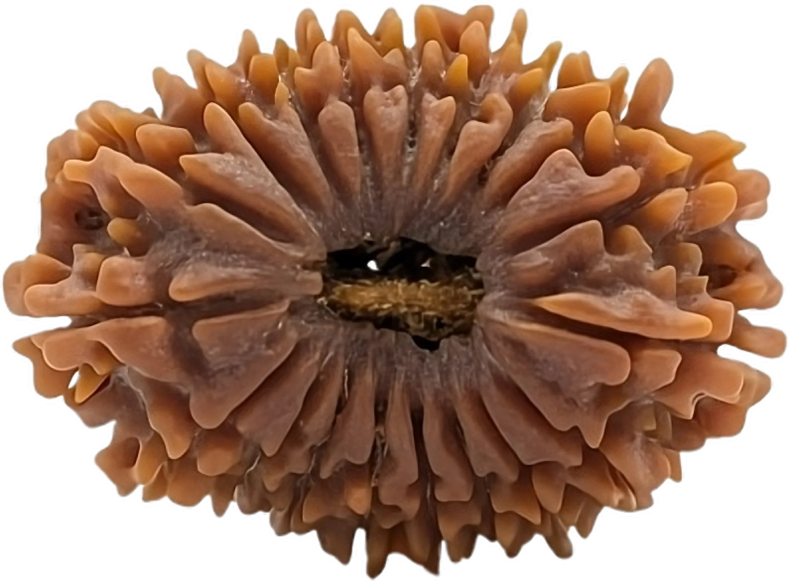 2 mukhi