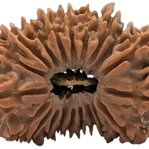 3 mukhi