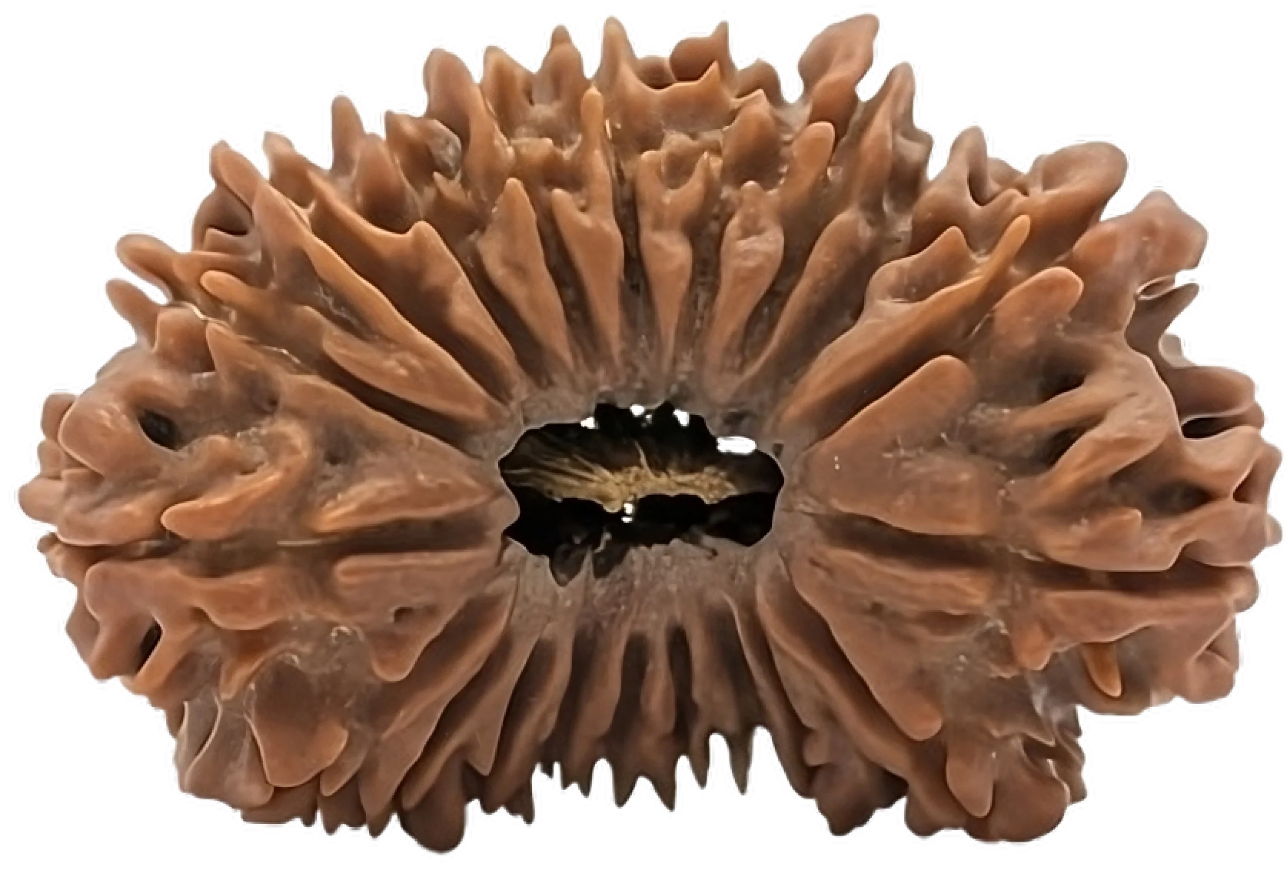 3 mukhi