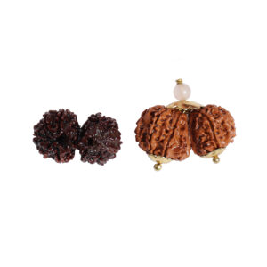 Gaurishankar Rudraksha (Available in 3 categories)