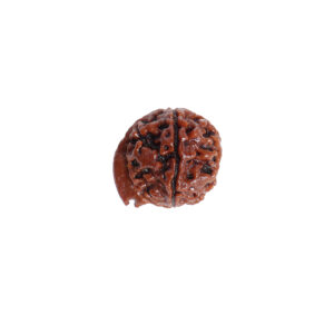 Natural Ganesh Rudraksha