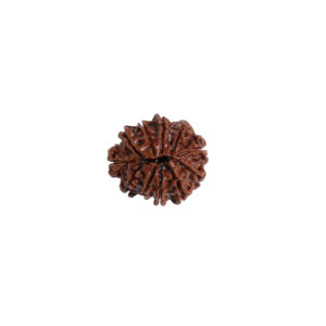 Natural 14 Mukhi Rudraksha (Nepal Origin) Size 27MM