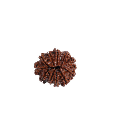 Natural 14 Mukhi Rudraksha (Nepal Origin) Size 27MM