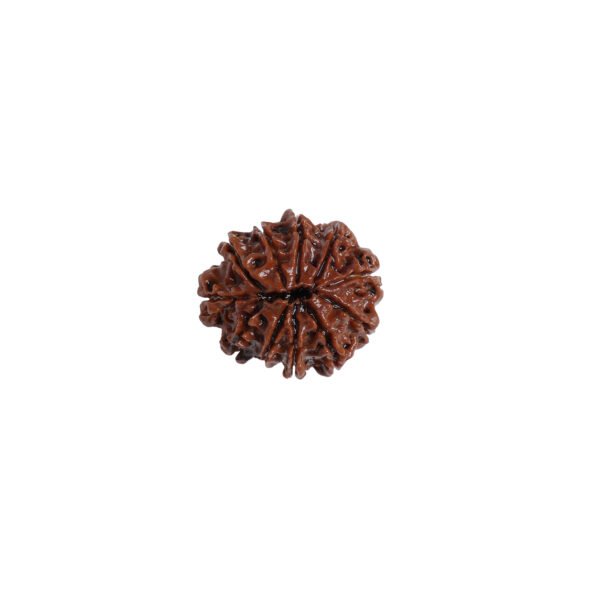 Natural 14 Mukhi Rudraksha (Nepal Origin) Size 27MM