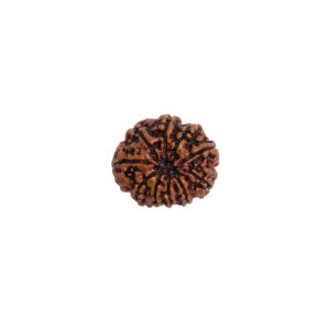 Natural 5 Mukhi/Face Rudraksha (Nepal Origin)