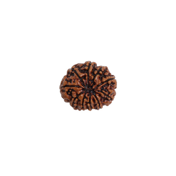 Natural 5 Mukhi/Face Rudraksha (Nepal Origin)