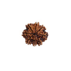 Natural 6 Mukhi/Face Rudraksha (Nepal Origin)