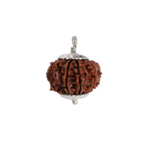 Natural 13 Mukhi/Face Rudraksha (Nepal Origin)