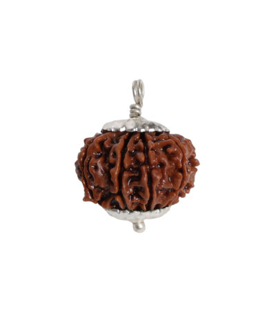 Natural 13 Mukhi/Face Rudraksha (Nepal Origin)