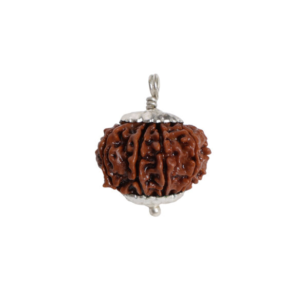 11 Mukhi Rudraksha (Nepal Origin)
