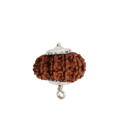 Natural 12 Mukhi/Face Rudraksha (Nepal Origin)