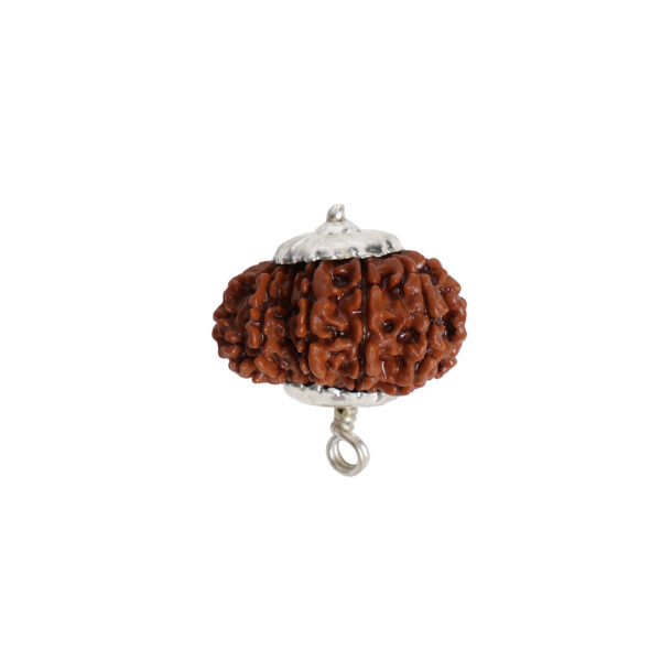 Natural 12 Mukhi/Face Rudraksha (Nepal Origin)